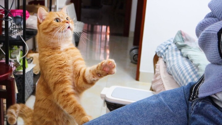 ระดับสุดยอดการอ้อน! ทำไมมันติดคนขนาดนี้ ช่วยด้วย!