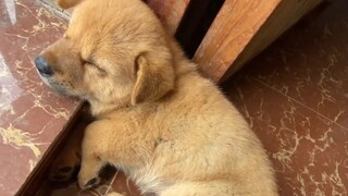 This little mutt is so well-behaved and adorable, and it has an especially good temperament.