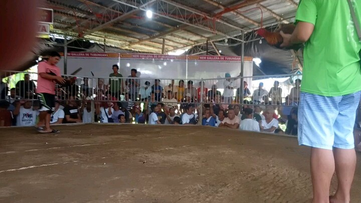 my 3 winner fastest kill,, chooks togo lne