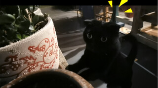 A timid black cat who loves causing trouble—what should I do?