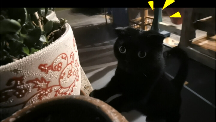 القط الأسود الجبان دائمًا ما يحب إثارة المشاكل! ماذا أفعل؟
