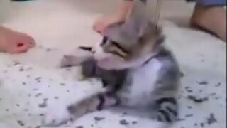 3 Girls 1 Kitten Video (Audio) | 3 Girls 1 Cat Original