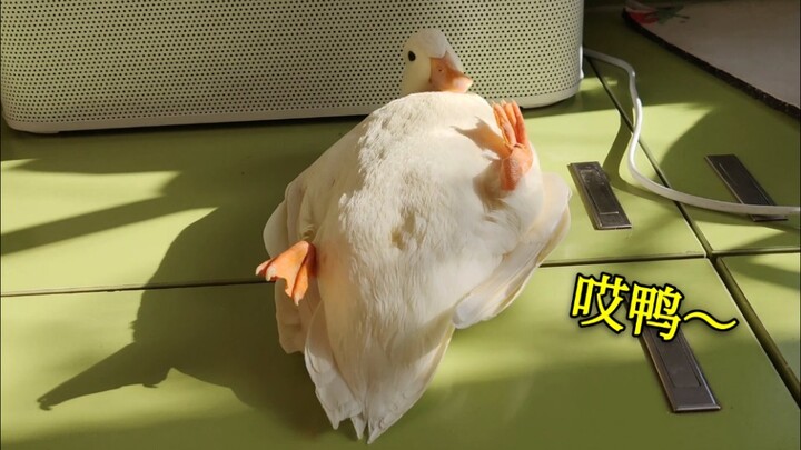 [Call Duck] Hey duck, kick my legs, close my little eyes—let me see who’s sneaking a peek at me!