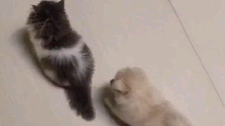 The little dog wants to play with the little cat!
