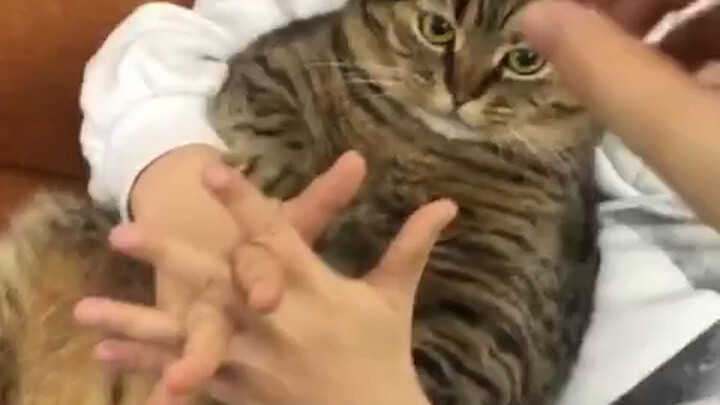 Turns out there’s a scruffy little cat behind it [Hilarious] #ConfusingAnimals