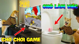 Thú Cưng Vlog | Chó Shiba Ngầu Nhất Thế Giới #3 | Chó Thông Minh Vui Nhộn | Smart dog funny pets