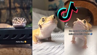 Reptiles of TikTok - Leopard Gecko Edition