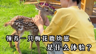 I adopted a sika deer cub and unexpectedly became friends with it in just two days.