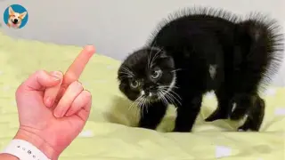 Angry Cat 😾- Funny And Cute Cats Reaction Videos 2021| Aww Pets