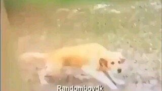 Dog; have you ever risked your life for someone in this lifetime...