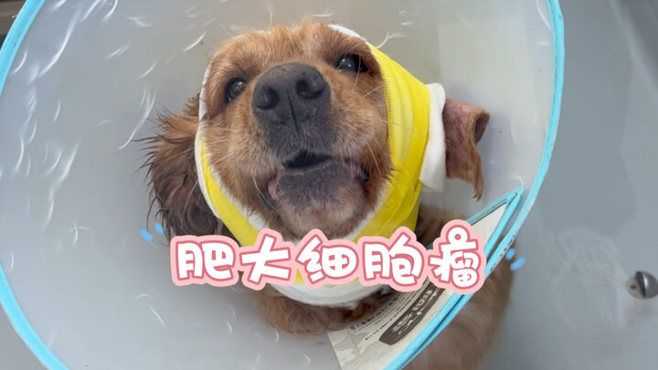 Just like humans, not all illnesses in pets can be cured—what we can do is give it our all every ste