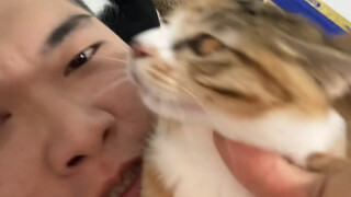 Pernah lihat kucing kecil seperti ini?～