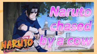 Naruto chased by a cow