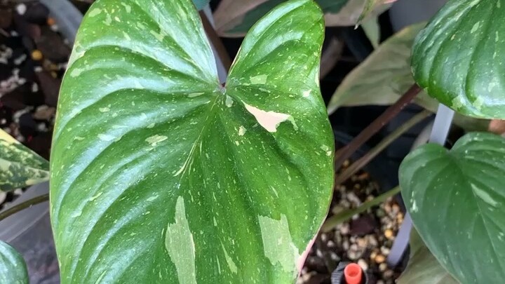 เสน่ห์จันทร์ประกายดาว