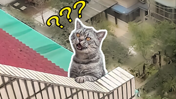 Cat: I'm just taking a nap—why did you wake up so many people?!