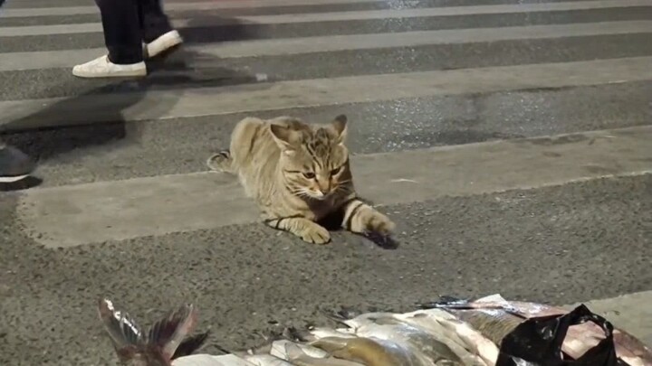 يا قطة صغيرة، أنت حقًا ماكرة وذكية!