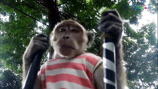 TOPENG MONYET LUCU, Menghibur di Kemacetan Kota Bandung