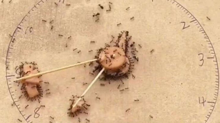 Người đàn ông có điểm tín dụng Ant bằng 0