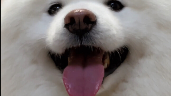 Xem xong là tôi bật cười theo luôn!