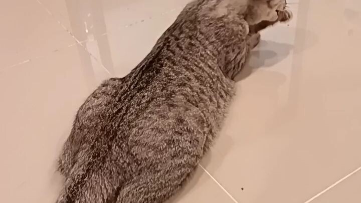 A stubborn, fat tabby cat.