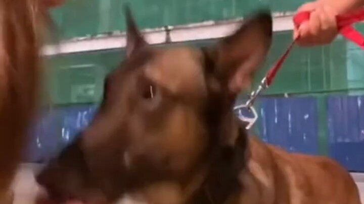 给你一口就老实了