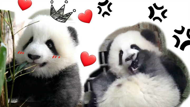 Pretty vs. Stupid 3.0 - Panda can gnaw everything
