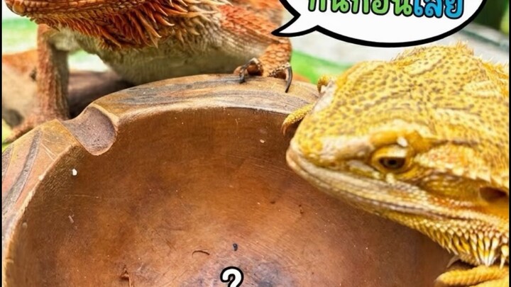 ศึกแห่งความเกรงใจ! สรุปใครจะได้กิน? #สัตว์ #มังดรเครา