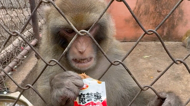 Dabao tried spicy konjac strips for the first time and immediately declared them unbeatable.