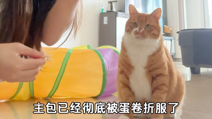 Cat: Show you a trick if there’s food.