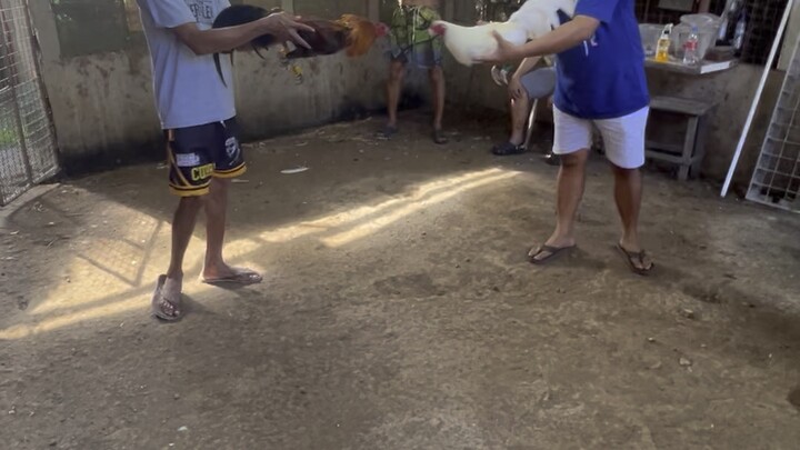 Melsims Black (2 yrs and 8 months)