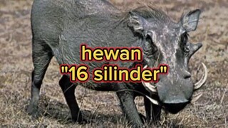 babi yang dijuluki hewan bermesin 16 silinder 😂