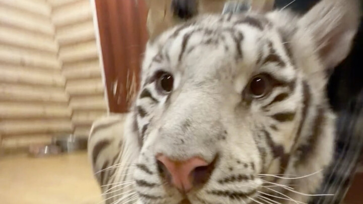 🐑: Let’s count how many slaps Tiger has gotten in total.