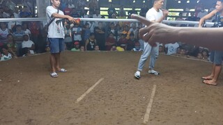 1st fight 2 cock champion @lapu lapu galleria labo