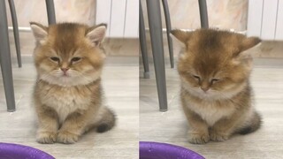 Why does the super sleepy kitten sleep sitting down?