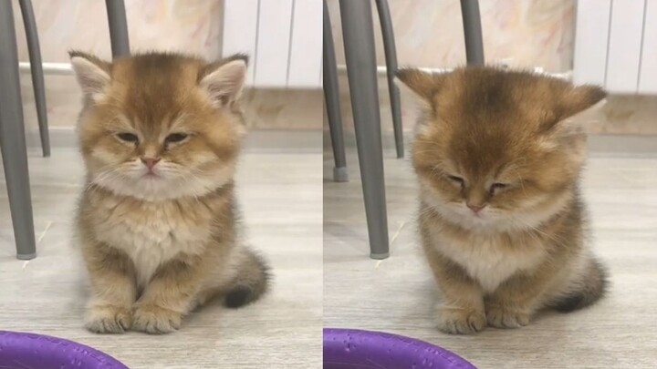Why does the super sleepy kitten sleep sitting down?