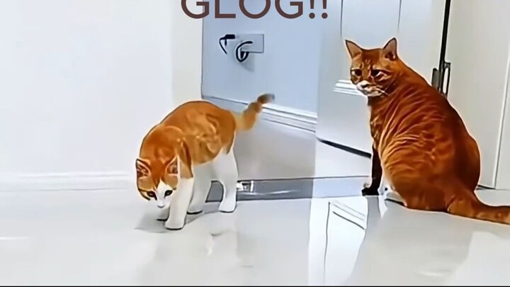 funny pets video - top amazing 002