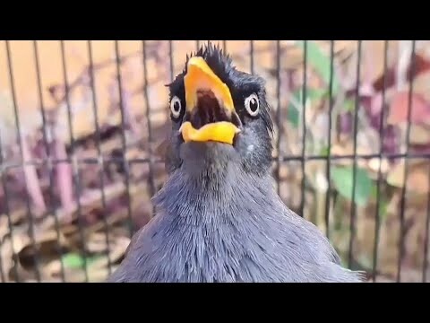 Jalak kebo manapun COBA putarkan suara ini.. || Pancingan jalak kebo