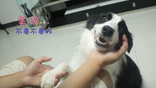 الشيبرد يلتصق بصاحبه، والهاسكي يلتصق بصاحبه، الفرق واضح للعيان!