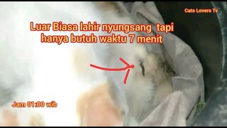 kucing L4hiran Terbalik Kaki Duluan