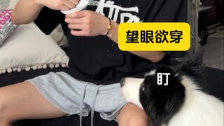 养狗人都是这样喝酸奶的吗