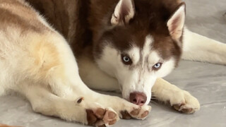 二哈舔脚舔上瘾了，暴打一顿都没用，主人气坏了！