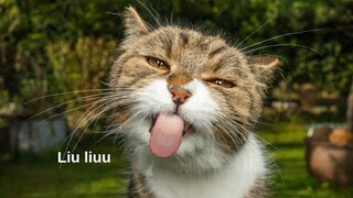 Tổng Hợp Video Chó Mèo Hài Hước Nhất 2023 | Funniest Cats And Dogs Video 😺😍 2023 | Part 16