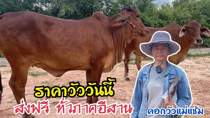 คอกวัวแม่แช่ม เปิดราคาวัวท้องยกคอก วัวสวยๆ แดงๆ ท้องพ่อนอกKF72 ราคานี้ต่อรองได้อีก@สารคาม