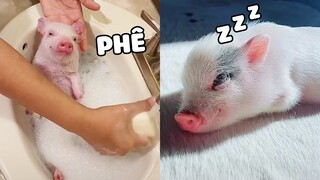 Một chiếc PET trắng trẻo hồng hào đáng yêu ghê | Pets TV