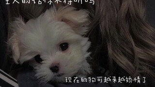 [Suara Tionghoa/Pria/Tak Tahu Malu] Anjing munafik takkan berakhir baik... (Bukan untuk yang penakut