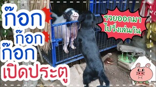 🌄ก๊อก ก๊อก ก๊อก มีเด็กแอบชวนกันออกมาเล่นแต่เช้าเลย 💤🐖🐕💨