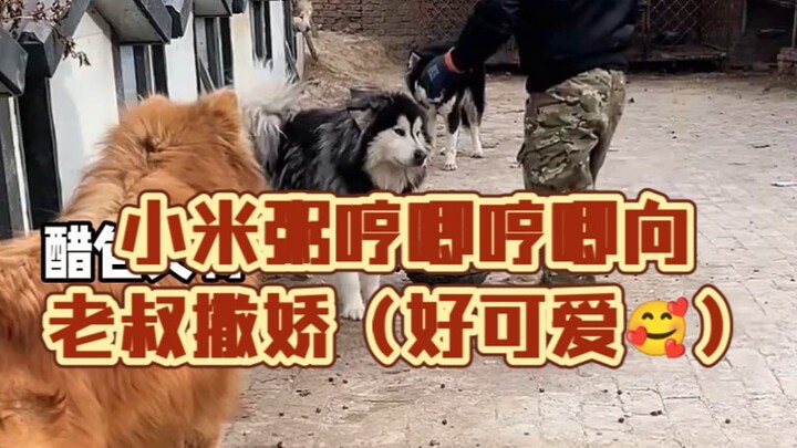 Cháo gạo Xiaomi buồn bực, mếu máo nũng nịu với ông chú (dễ thương quá) khiến Aite tức muốn phát điên