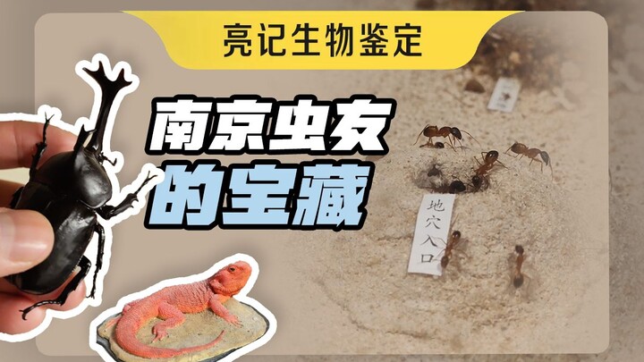 This time in Nanjing, let's take a look at the local bug enthusiasts' passion for nature!