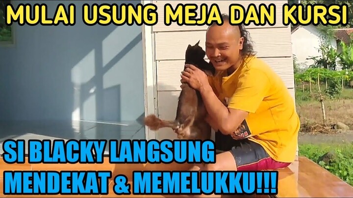 SUBHANALLAH,MERINDING...!!! CARA KUCING-KUCING ENDERIZA BERTERIMAKASIH DENGAN RUMAH BARUNYA?