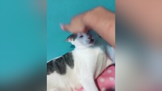 challenge catsoftiktok ประสิทธิโชค